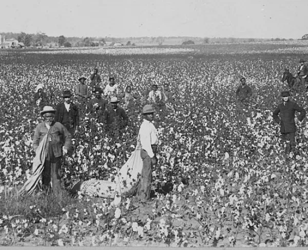 Photograph showing an overseer supervising African American laborers picking cotton in an Oklahoma field during the late nineteenth century.